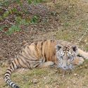 Tigres et lions exploités à vie dans le Loiret