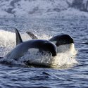 The capture of orcas and belugas in Russia is considered illegal!