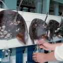 Horseshoe crabs tested on for their blood: yes, alternatives exist