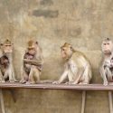 Un transport secret de singes pour des laboratoires européens dévoilé