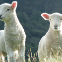 Lamb burned alive … One Voice pleads in Corsica