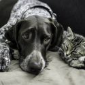 Four dogs and two cats killed by gunshots!