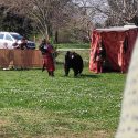 Les associations AVES, One Voice et PAZ se mobilisent pour que l’ours Valentin ne soit pas exhibé cet été à Troyes