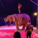 Surpoids inquiétant et stress permanent, nouvelle plainte pour la dernière éléphante de cirque en France : Samba