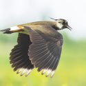 Victoire pour les oiseaux : le Conseil d’État suspend les nouveaux arrêtés chasses traditionnelles