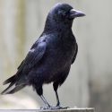 The world according to crows