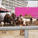 #CirquesSansAnimaux: One Voice makes available a “decree” more solid for the communities