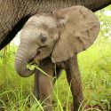 Des bébés éléphants du Zimbabwe capturés et vendus à un parc en Chine