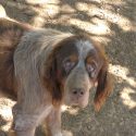 Richard M. ou le cauchemar des chiens de chasse