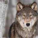 Threats to poach wolves: we are filing a complaint!