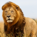 The heart-breaking agony of the lion Cecil