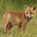 The fox, this unique being in the world: a new report to know him better and to better protect him