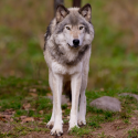 40 mises à mort de loups légalisées : One Voice s’y oppose