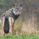 Pour sauver les loups de Lozère et de Haute-Loire, One Voice au tribunal administratif de Nîmes le 15 novembre 2022