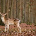 Chasse et confinement dans le Pas-de-Calais : audience le 27 novembre!