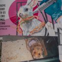 One month left to call for a Europe without animal testing