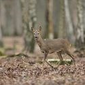 Référé-suspension pour la chasse en Haute-Vienne pendant le confinement