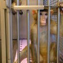 À Turin, des macaques rendus aveugles par des opérations successives de leur cerveau