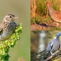 Traditional hunting of larks at the State Council, and for grey partridges and wood pigeons in Toulouse: four ministerial decrees and three prefectural decrees under scrutiny