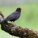 Chasse à la glu: le rapporteur public du Conseil d’Etat pencherait-il enfin en faveur des oiseaux?