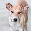 Non à l’abattage de chiens errants à Frontenaud!