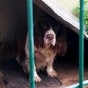 Nouveau scandale pour des chiens « de chasse »