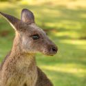 Concern for kangaroos around Australian election time