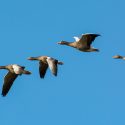 Énièmes provocations et menaces de la part des chasseurs d’oiseaux migrateurs