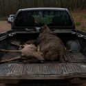 Pour les Français, les chasseurs ne sont pas les premiers écologistes de France