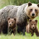 Ours des Pyrénées : face au déni de justice, One Voice demande la démission de la préfète !