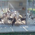 The first victory for beagles and golden retrievers locked up in Mézilles!