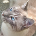 Death of Nao, a murdered cat