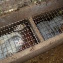 A breeding farm has been closed in Emagny, but Mink are still in cages!