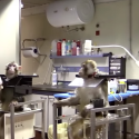 Victoire pour les macaques en Italie!