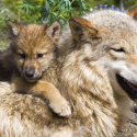 Arrêté loup : un simulacre de démocratie ?