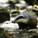 2500 badgers saved… the fight continues!