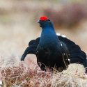 Galliformes : des centaines de vies suspendues à des décisions de justice