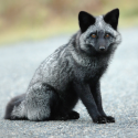The horror of fur farms in Europe!