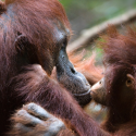 The world according to orangutans