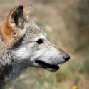 Victoire pour les loups dans les Alpes-Maritimes : One Voice fait partiellement suspendre l’arrêté permettant les tirs dérogatoires renforcés !