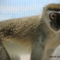 Timothy, the little monkey traveller