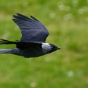 In court to save 16,000 Western jackdaws in Côtes-d’Armor and Finistère: hearing on 22 June in Rennes