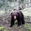 One Voice continues its fight against bear scaring: hearing on 16 June 2023 at the State Council