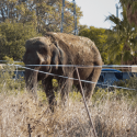 Humiliation for the circus, the court affirms our right to defend Maya!