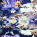 Poissons : l&rsquo;effet Nemo