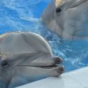 Dolphins in Captivity: One Voice meets Marineland