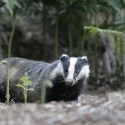 No, Bovine Tuberculosis does not spread more when we spare badgers’ lives