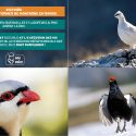 Victory for mountain Galliformes: One Voice has had the Savoie Prefect’s decree suspended!