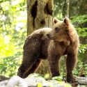 Tirs d’effarouchement des ours : les semaines se suivent et se ressemblent en Ariège…