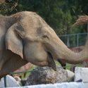 Maya finally released after a tireless fight!
